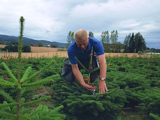 Dyrker som steller et ungt juletre på feltet