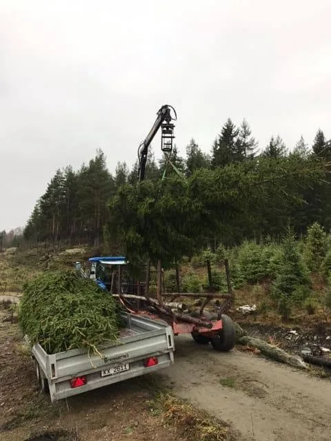 Hogde trær flyttes fra skogen med utstyr