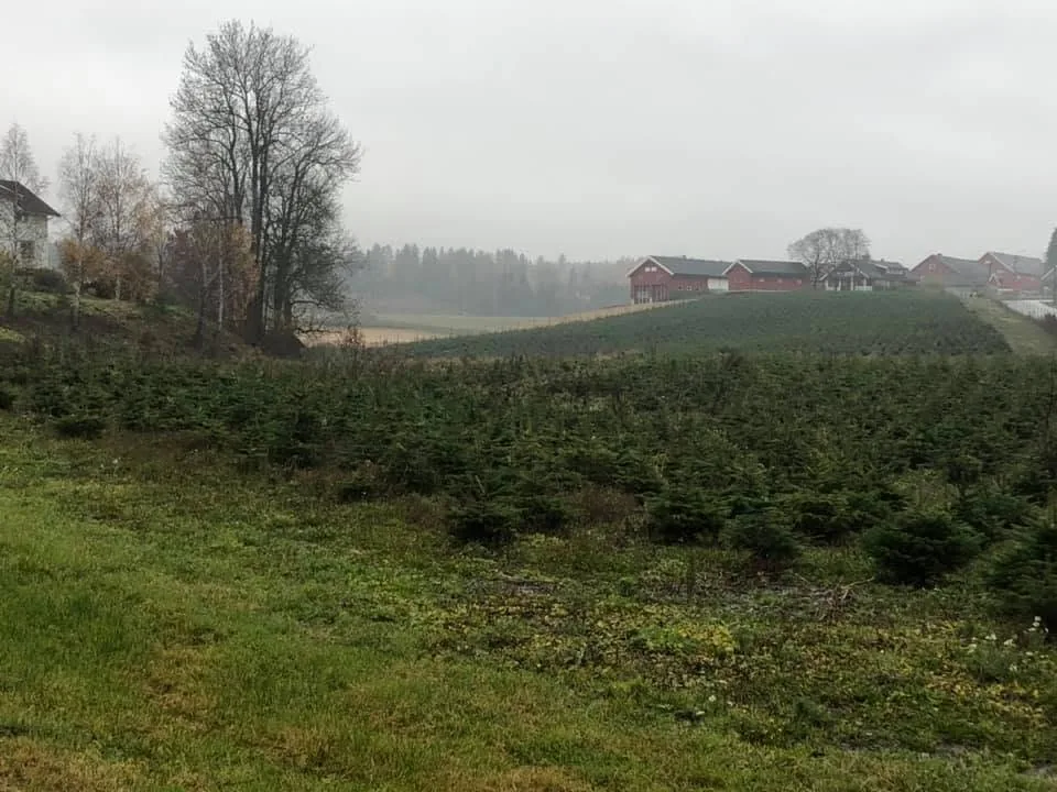 Ung juletreeplantasje over gårdsfeltet