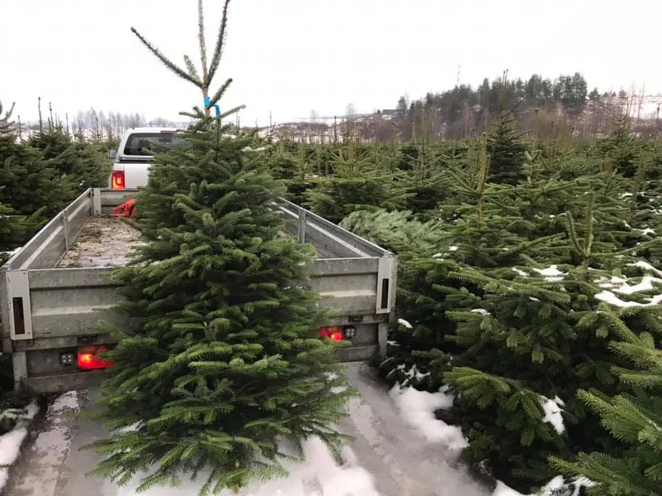 Ferske juletrær lastet på en leveringstilhenger
