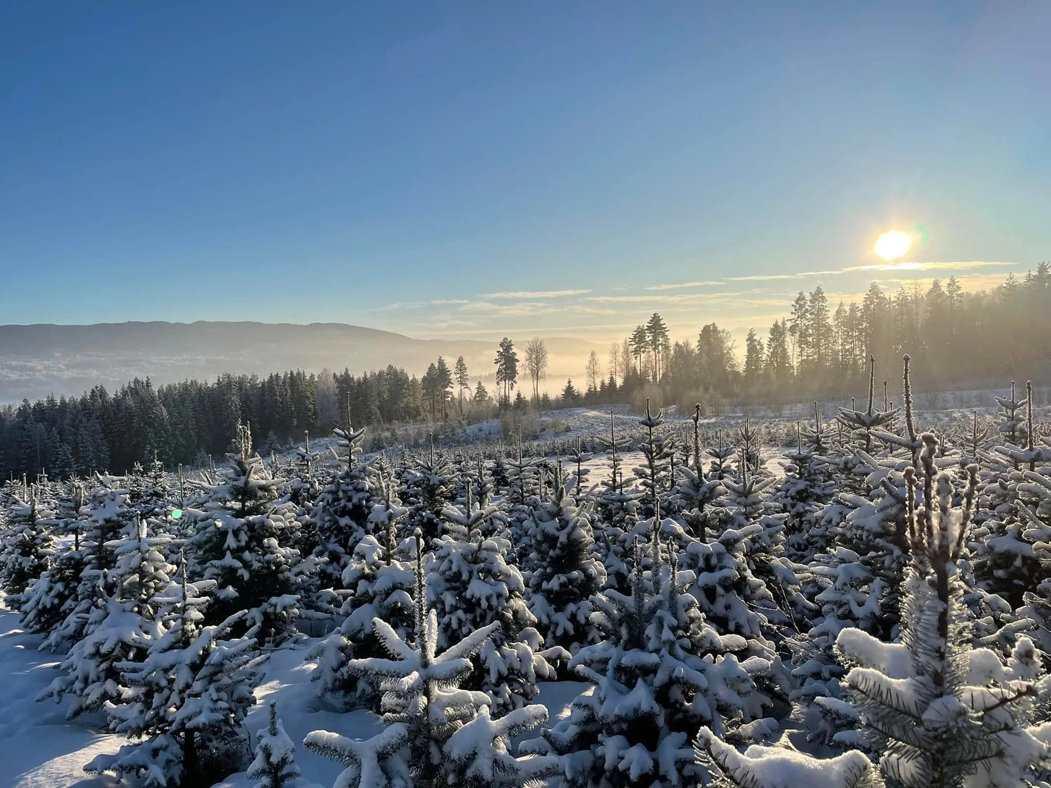 Snødekt juletrefelt ved soloppgang
