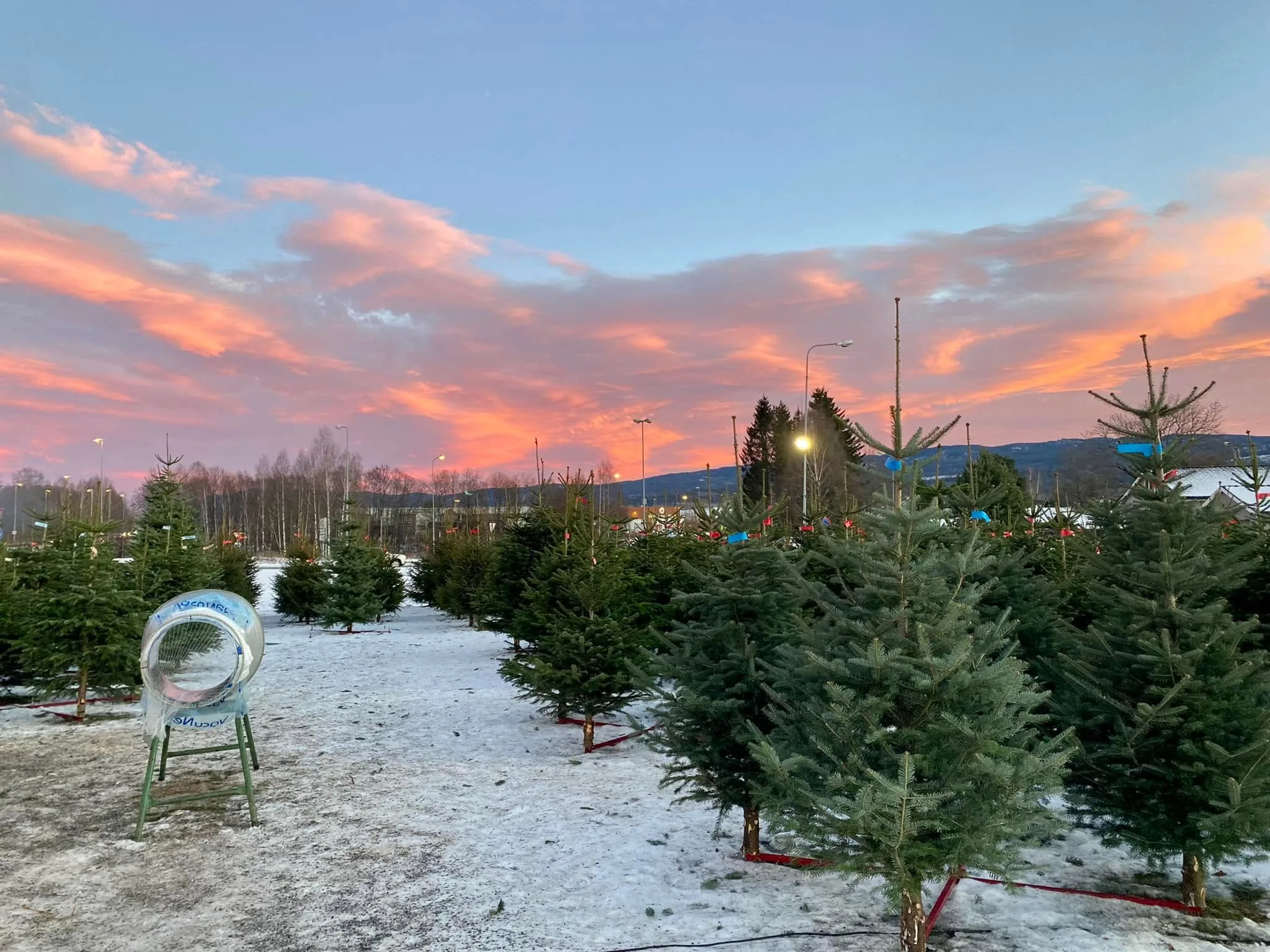 Juletresalgsområde under en vintersolnedgang