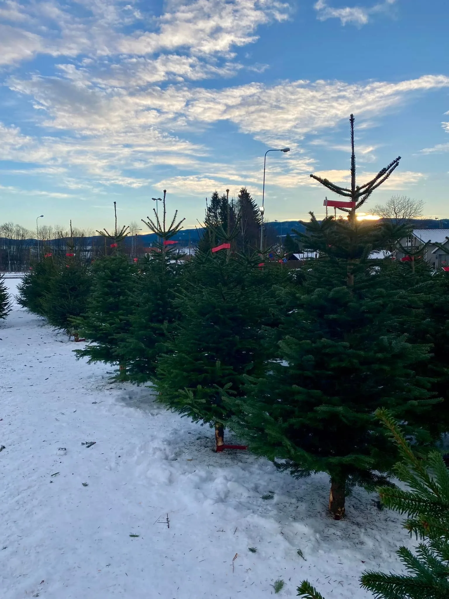 Juletrefelt med merkede trær og fjellutsikt