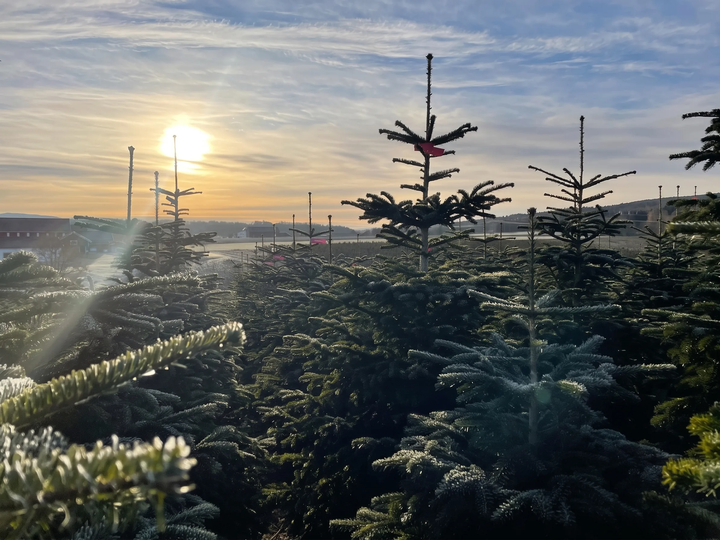 Soloppgang over rader med juletrær hos Eiker Juletreskog